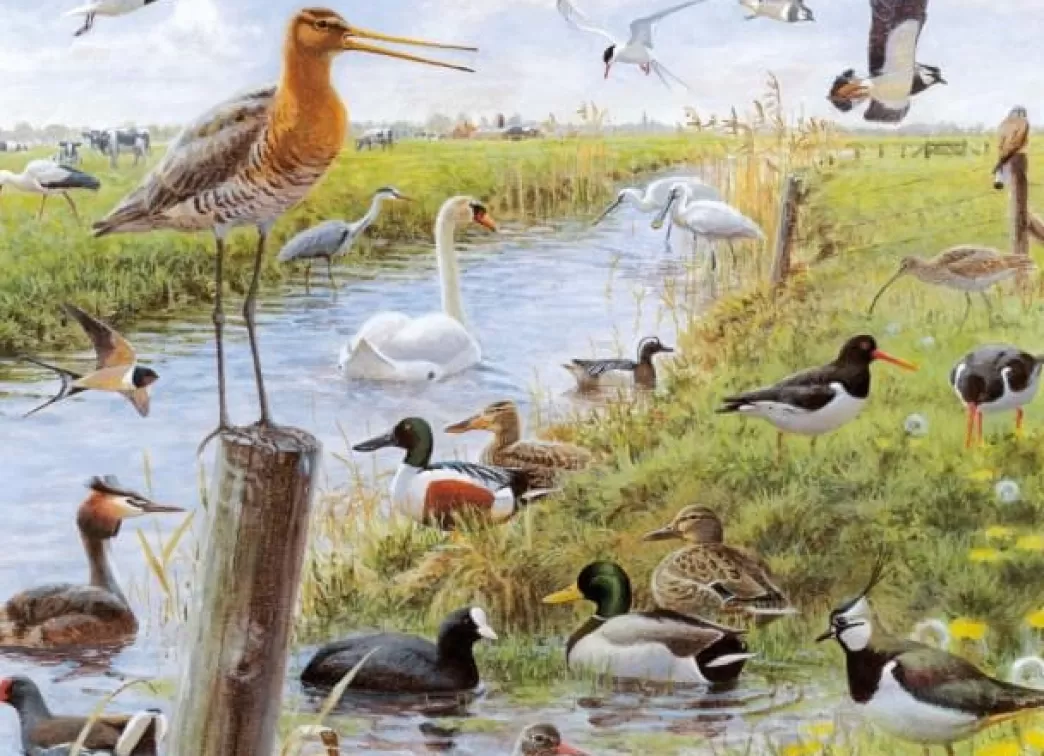 Bekking & Blitz Vogelpuzzels>Bekking En Blitz: Weidevogels (1000) Vogelpuzzel