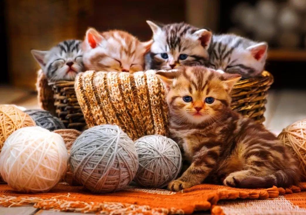 Bluebird Kattenpuzzels>: Kittens In Basket (1000) Kattenpuzzel