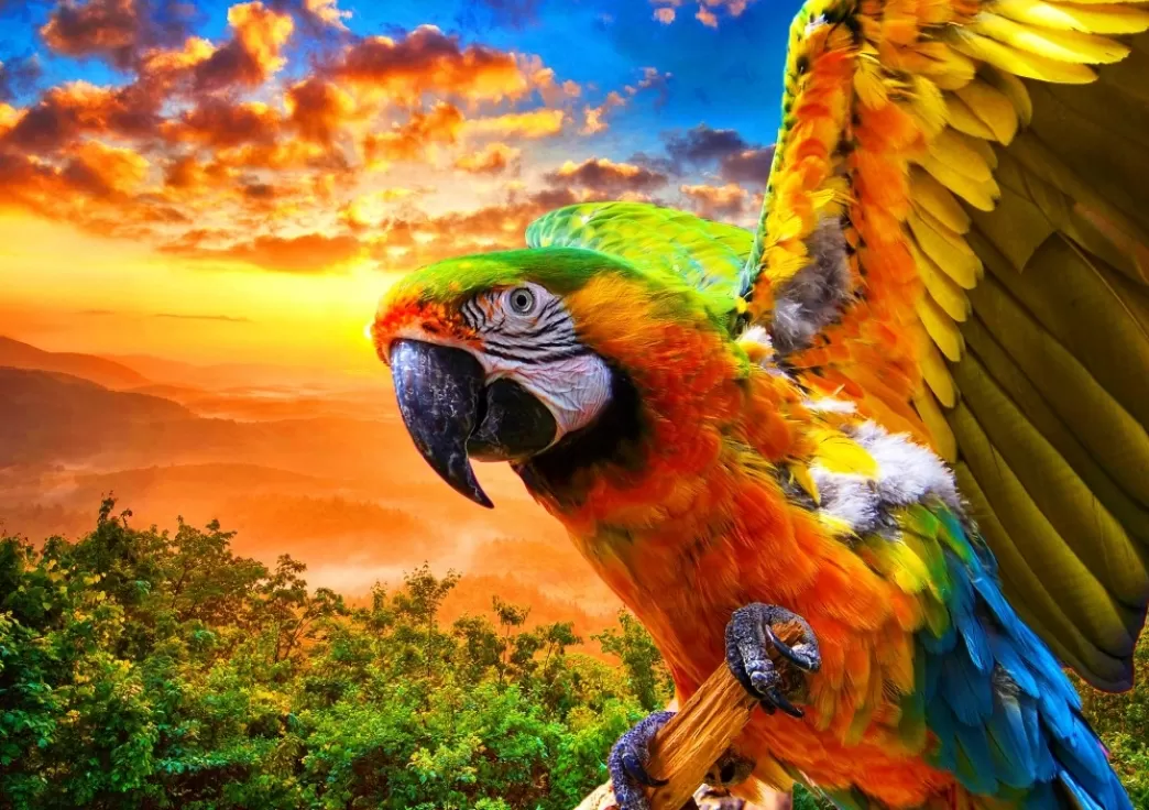 Bluebird Vogelpuzzels>: Parrot (1000) Vogelpuzzel