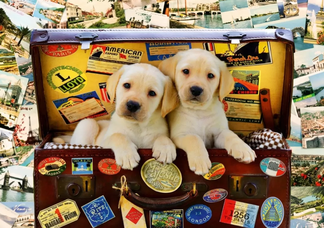 Bluebird Hondenpuzzels>: Two Travel Puppies (1000) Hondenpuzzel