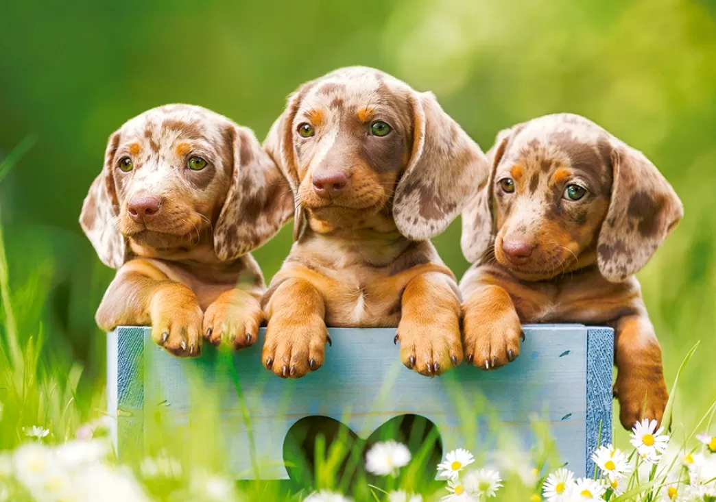 Castorland Hondenpuzzels>: Cute Dachshunds (500) Hondenpuzzel