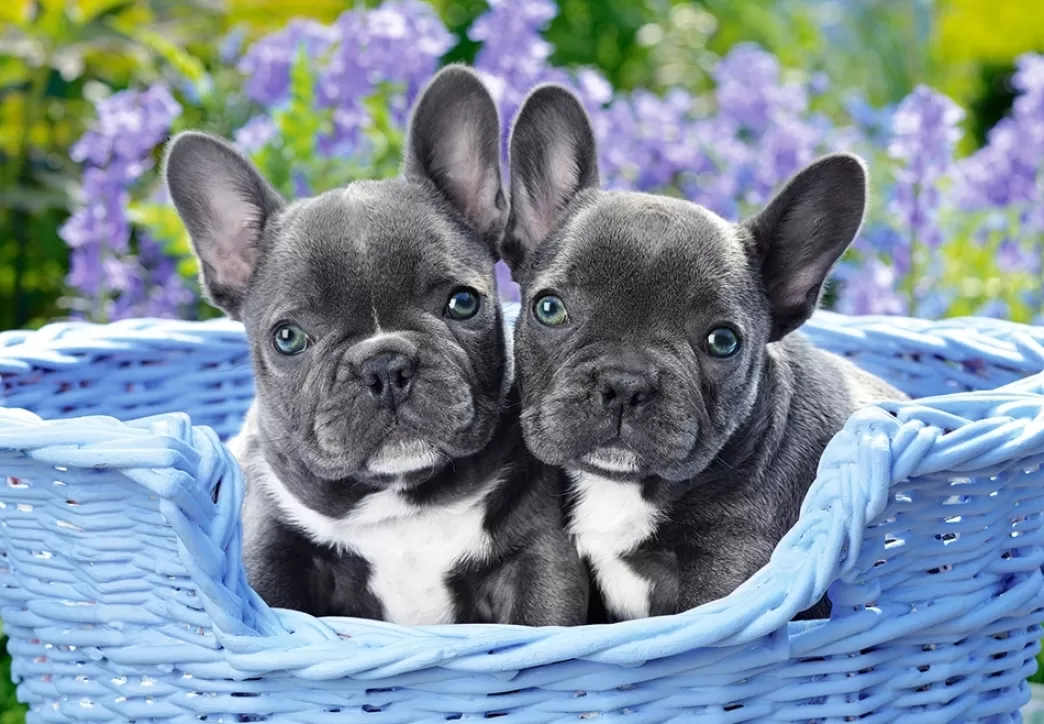 Castorland Hondenpuzzels>: French Bulldog Puppies (1000) Hondenpuzzel