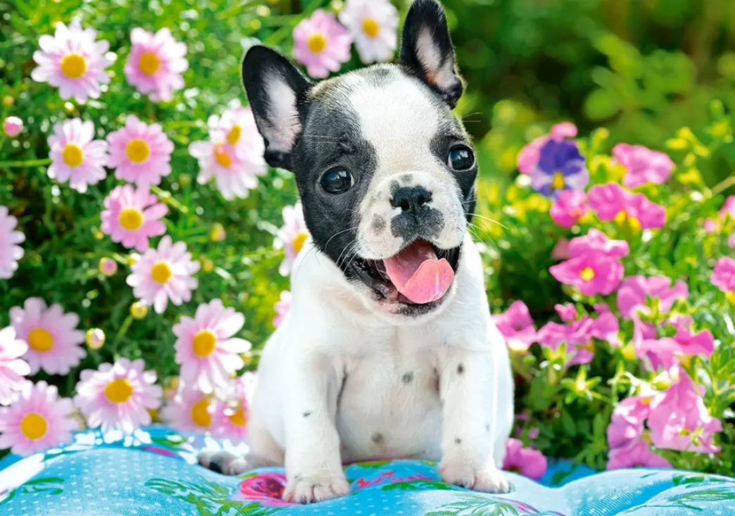 Castorland Hondenpuzzels>: French Bulldog Puppy (500) Hondenpuzzel