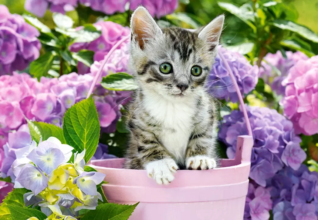 Castorland Kattenpuzzels>: Kitten In Basket (1500) Kattenpuzzel