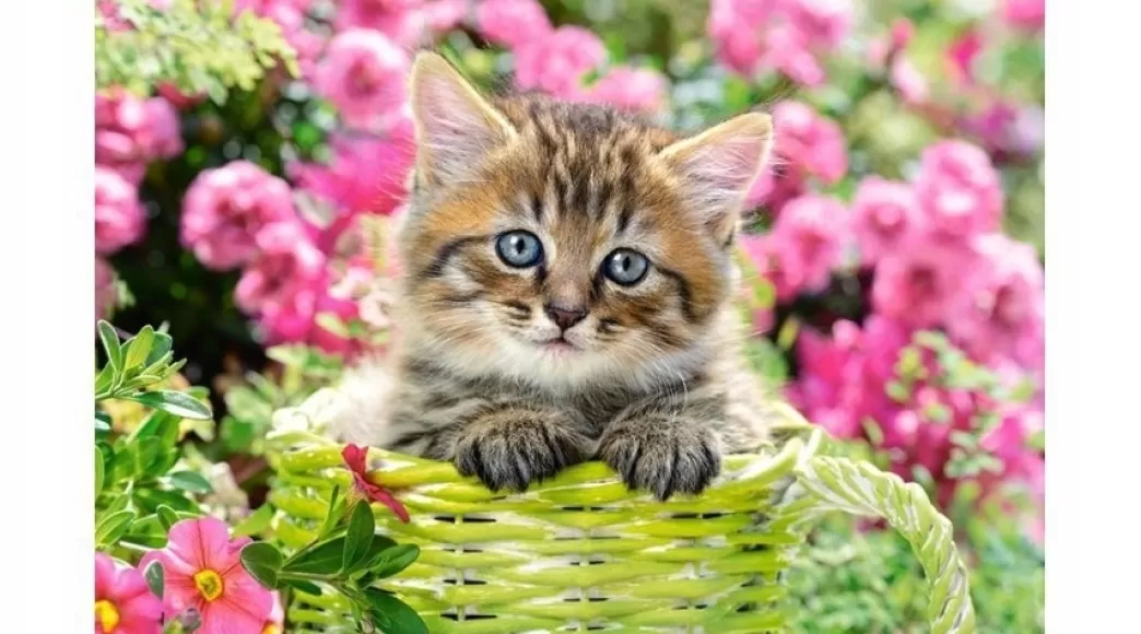 Castorland Kattenpuzzels>: Kitten In Flower Garden (500) Legpuzzel