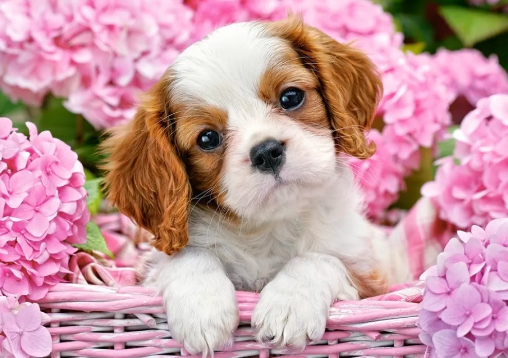 Castorland Hondenpuzzels>: Pup In Pink Flowers (500) Hondenpuzzel
