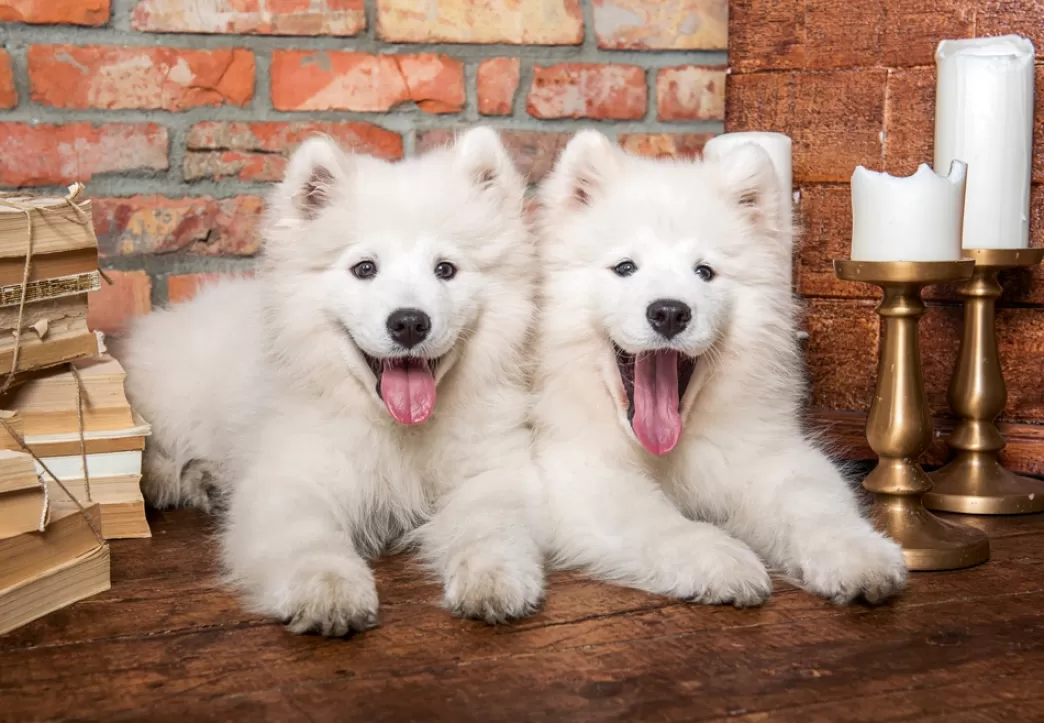 Castorland Hondenpuzzels>: Samoyed Puppies Say Hello (1000) Hondenpuzzel