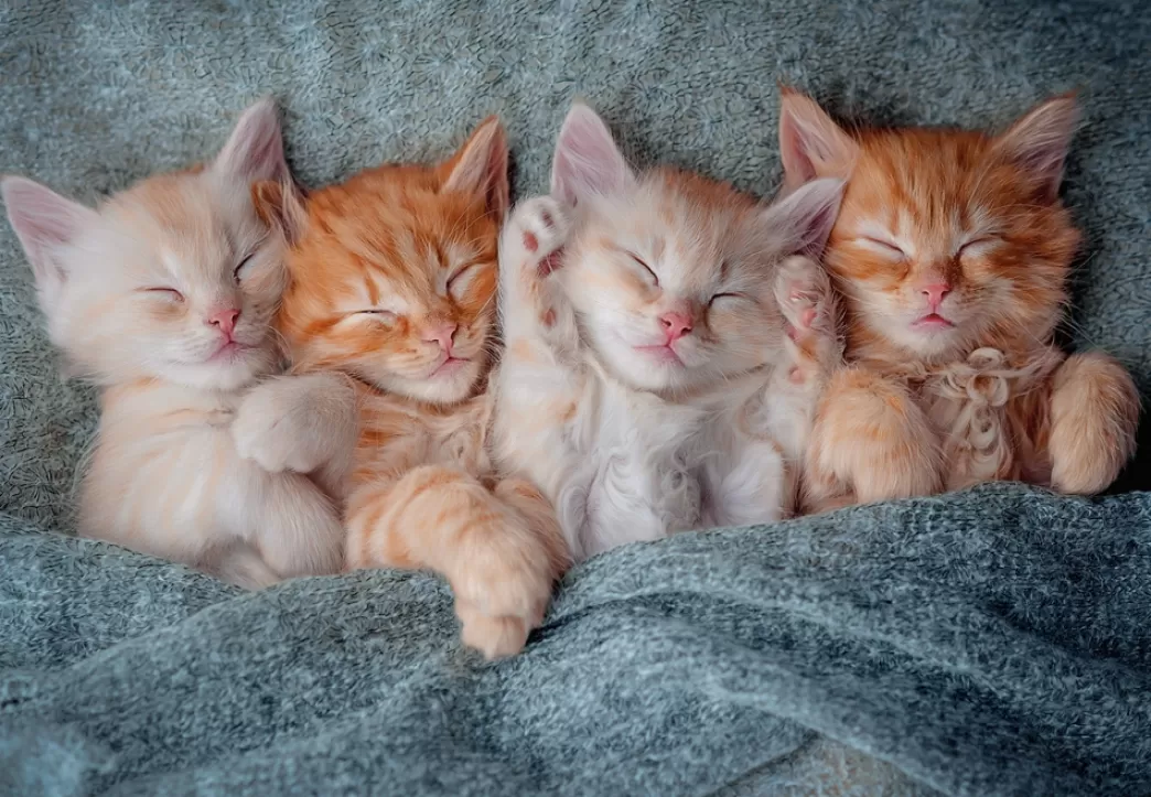 Castorland Kattenpuzzels>: The Sweetest Kittens (1000) Kattenpuzzel