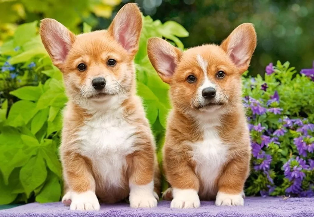 Castorland Hondenpuzzels>: Welsh Corgi Puppies (1000) Hondenpuzzel