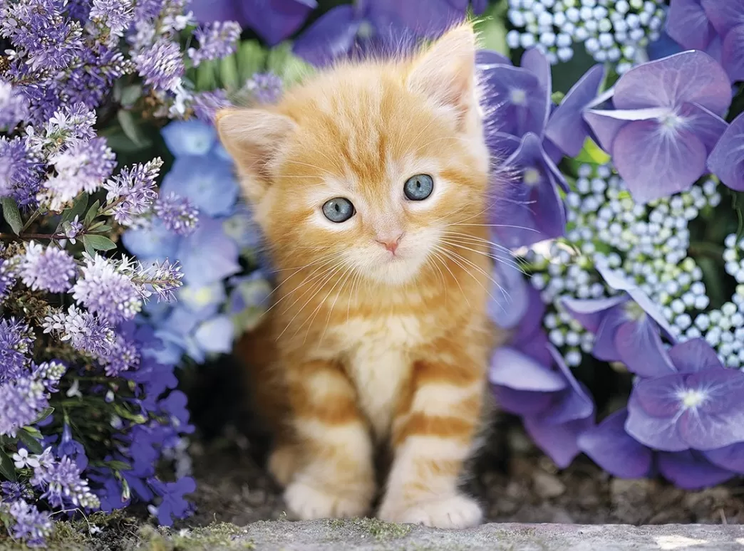 Clementoni Kattenpuzzels>: Ginger Cat (500) Kattenpuzzel