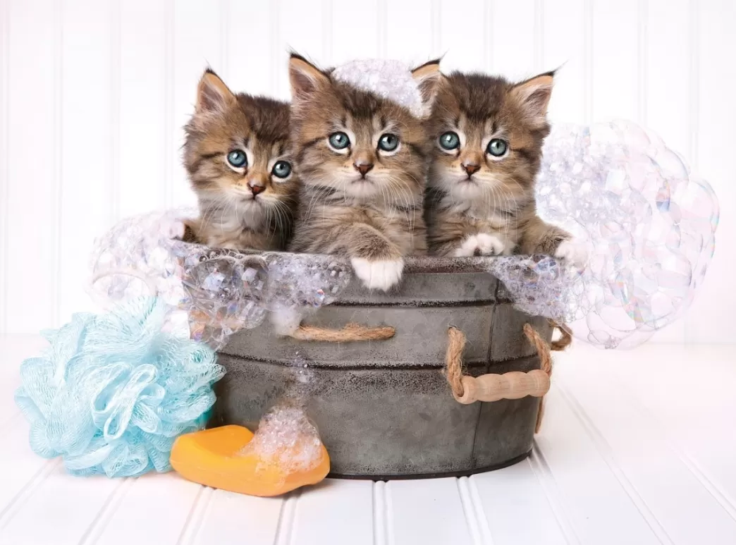 Clementoni Kattenpuzzels>: Kittens And Soap (500) Kattenpuzzel