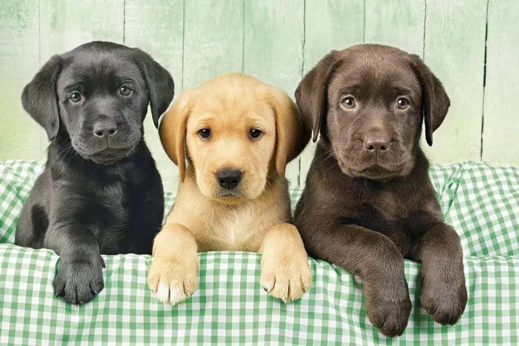 Clementoni Hondenpuzzels>: Three Labs (1000) Hondenpuzzel