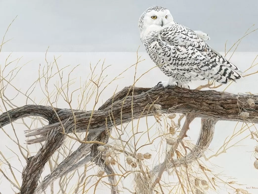 Cobble Hill Vogelpuzzels>: Fallen Willow - Snowy Owl (500Xl) Kerstpuzzel