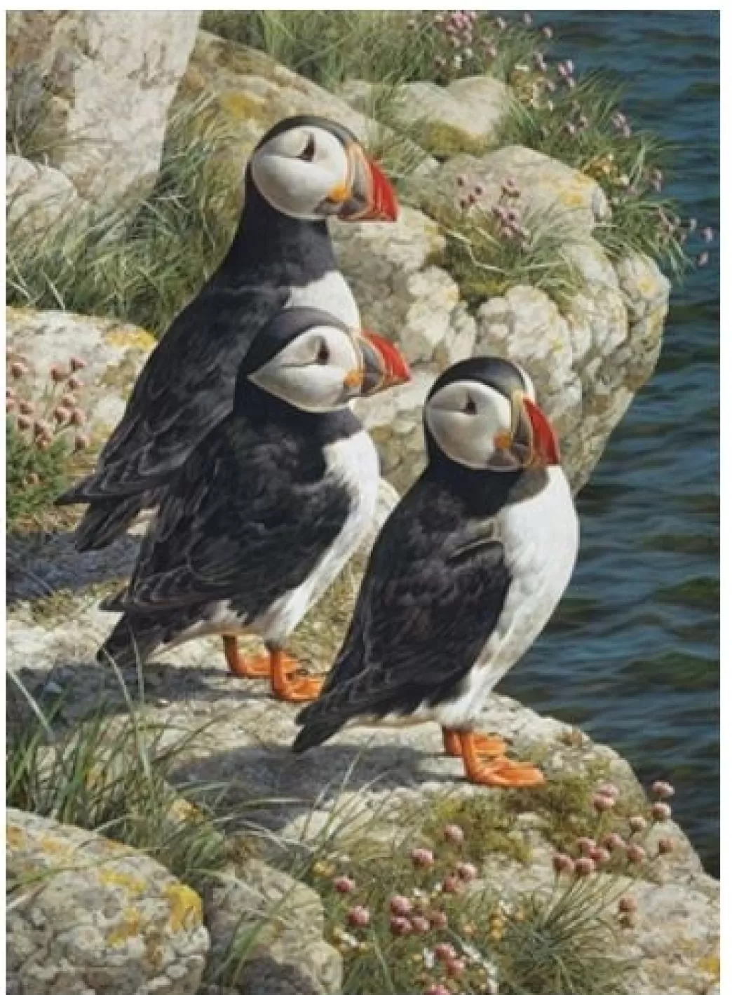 Cobble Hill Vogelpuzzels>: Fisherman's Wharf (500Xl) Vogelpuzzel