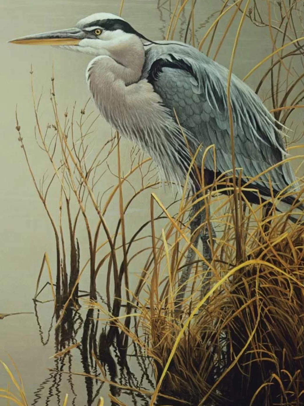 Cobble Hill Vogelpuzzels>: Great Blue Heron (500Xl) Vogelpuzzel