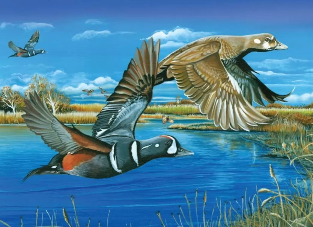 Cobble Hill Vogelpuzzels>: Harlequin Romance (1000) Vogelpuzzel