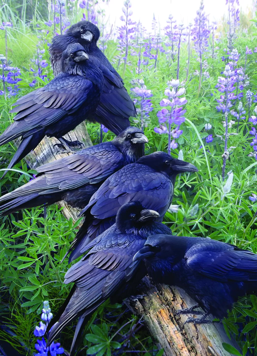 Cobble Hill Vogelpuzzels>: Raven Rendezvous (1000) Verticale Puzzel