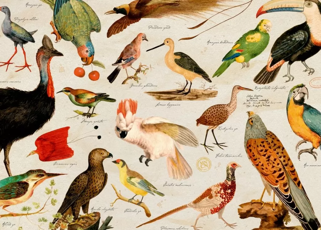 Coppenrath Vogelpuzzels>: Illustrated Wildlife Fauna (1000) Vogelpuzzel