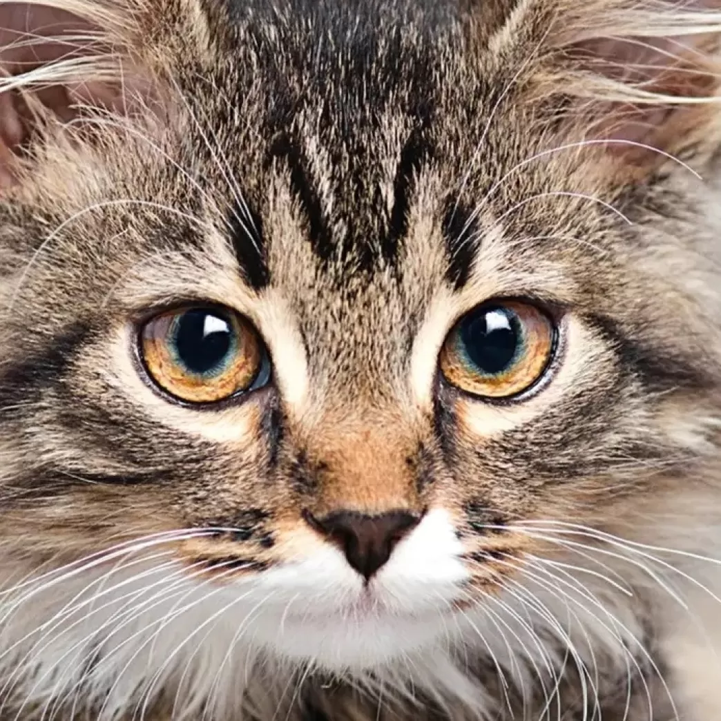 Curiosi Kattenpuzzels>: Cat (66) Kattenpuzzel