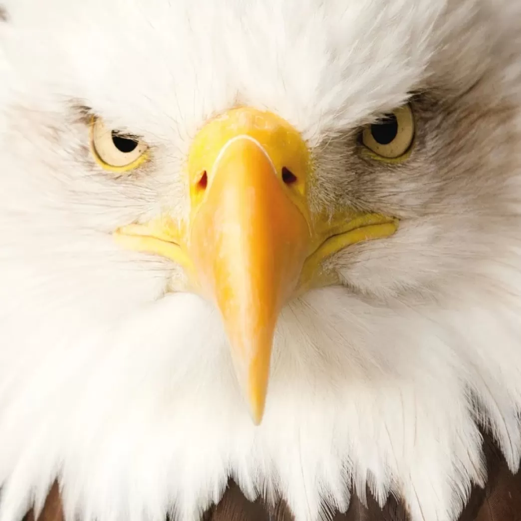 Curiosi Vogelpuzzels>: Eagle (66) Minipuzzel