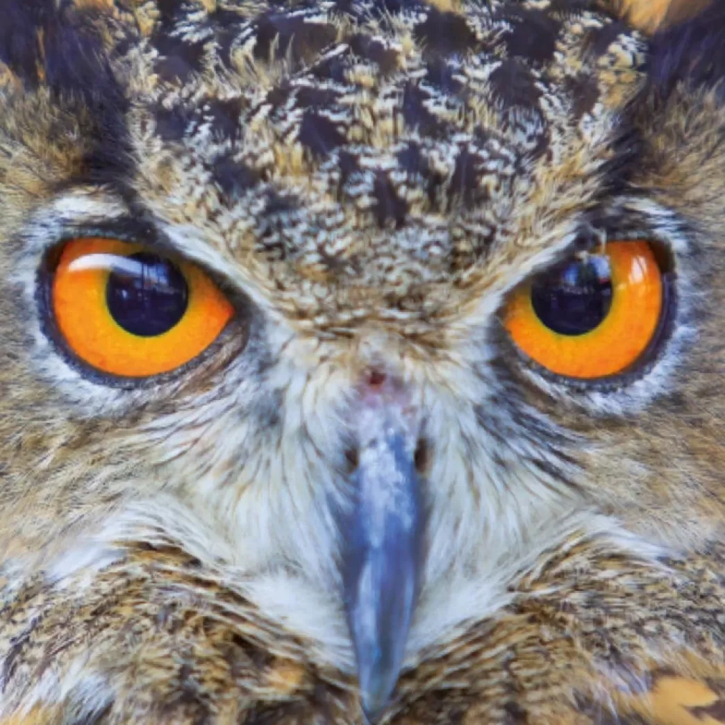 Curiosi Vogelpuzzels>: Owl (66) Uilenpuzzel