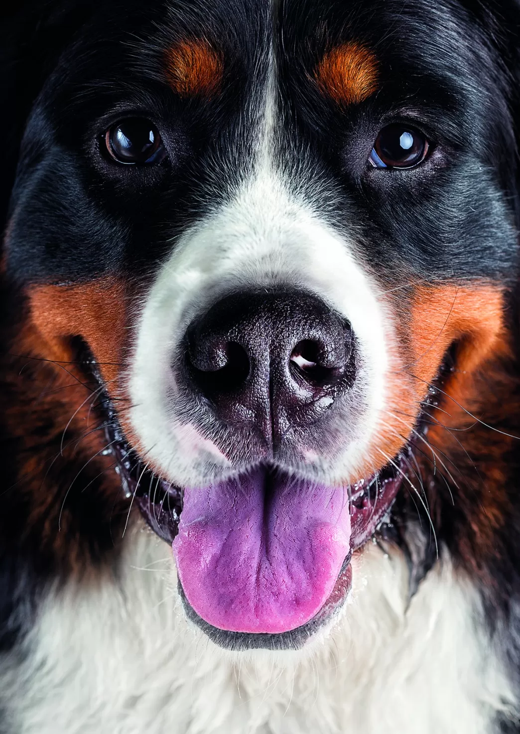 Dino Hondenpuzzels>: Dog (300Xl) Kinderpuzzel