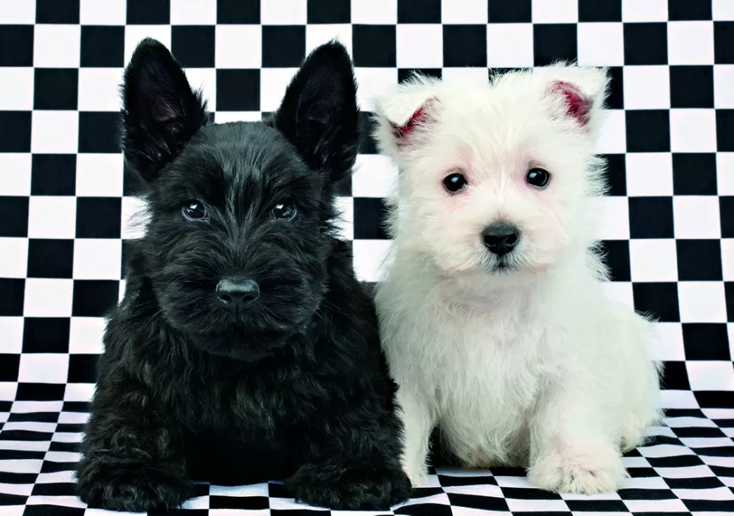 Dino Hondenpuzzels>: Puppies (500) Hondenpuzzel