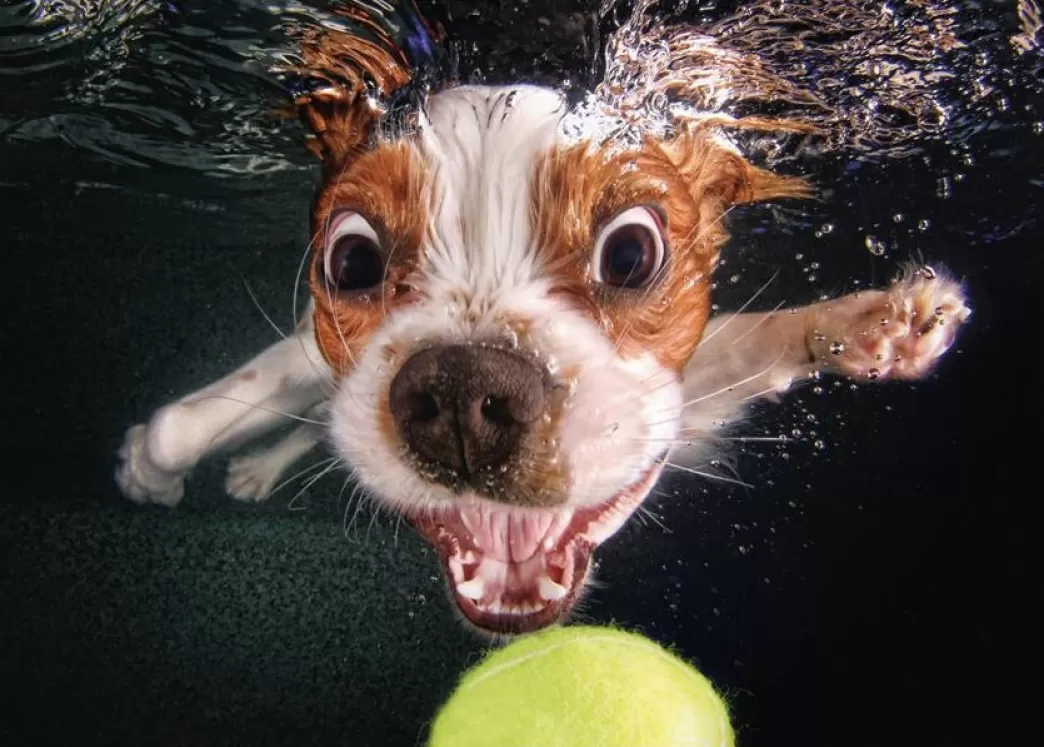 Dino Hondenpuzzels>: Puppy Underwater (500) Hondenpuzzel
