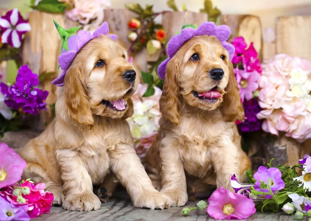 Enjoy Hondenpuzzels>: Spaniel Puppies With Flower Hats (1000) Hondenpuzzel