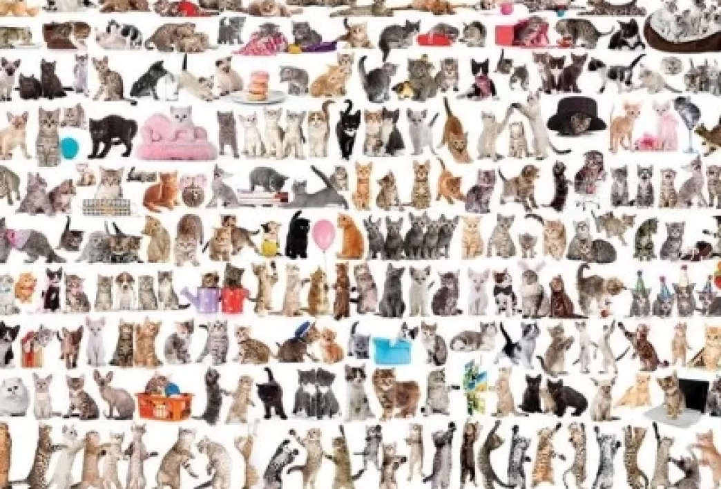 Eurographics Kattenpuzzels>: The World Of Cats (2000) Kattenpuzzel