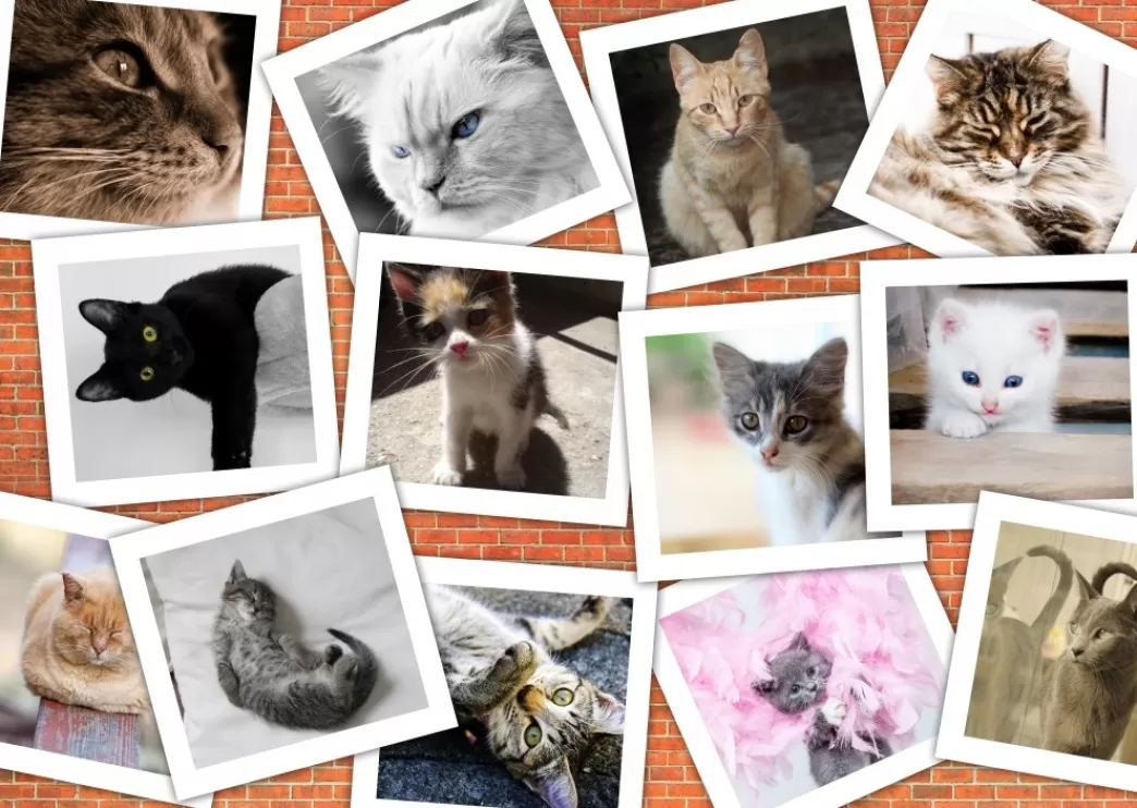 Grafika Kattenpuzzels>: Cats Collage (1000) Kattenpuzzel