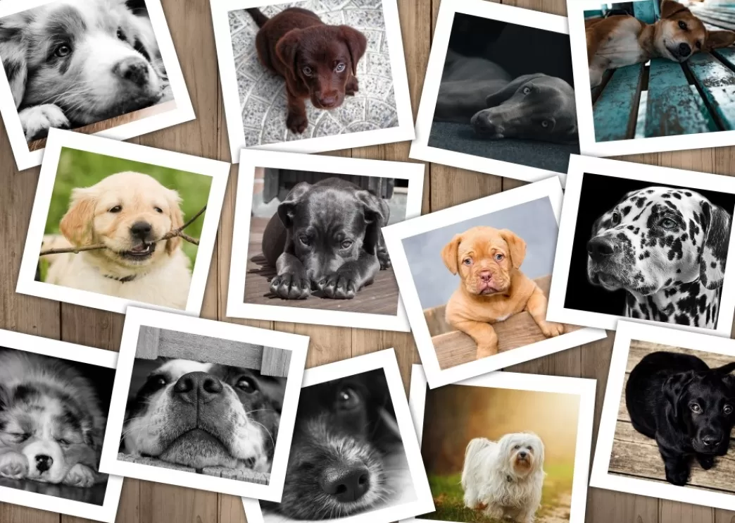Grafika Hondenpuzzels>: Chiens (1000) Hondenpuzzel