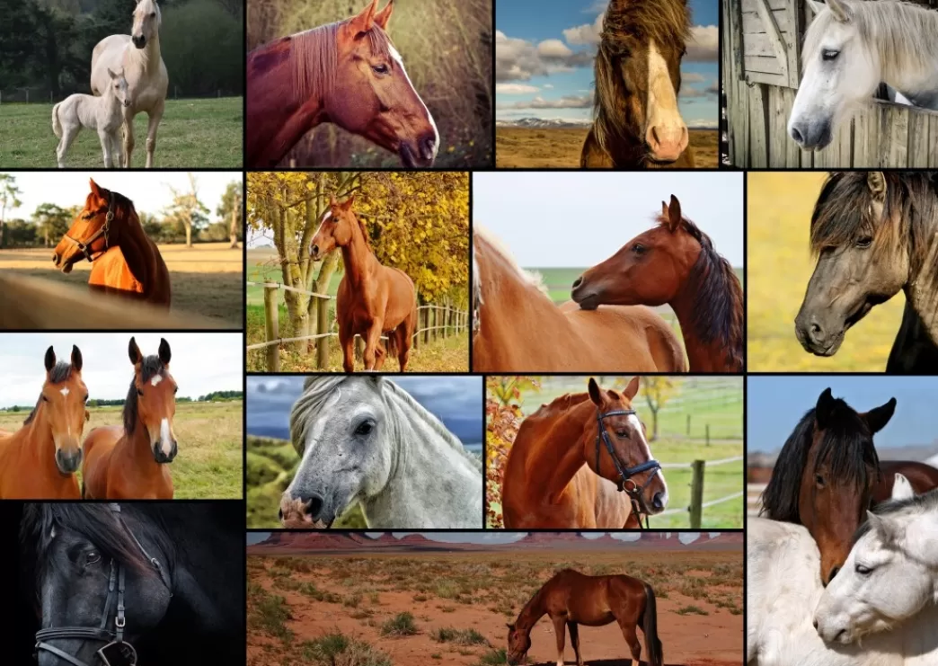 Grafika Collage Puzzels>: Collage - Horses (1000) Paardenpuzzel