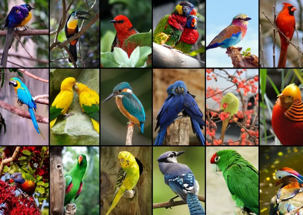 Grafika Vogelpuzzels>: Collage - World's Most Beautiful Birds (1500) Vogelpuzzel