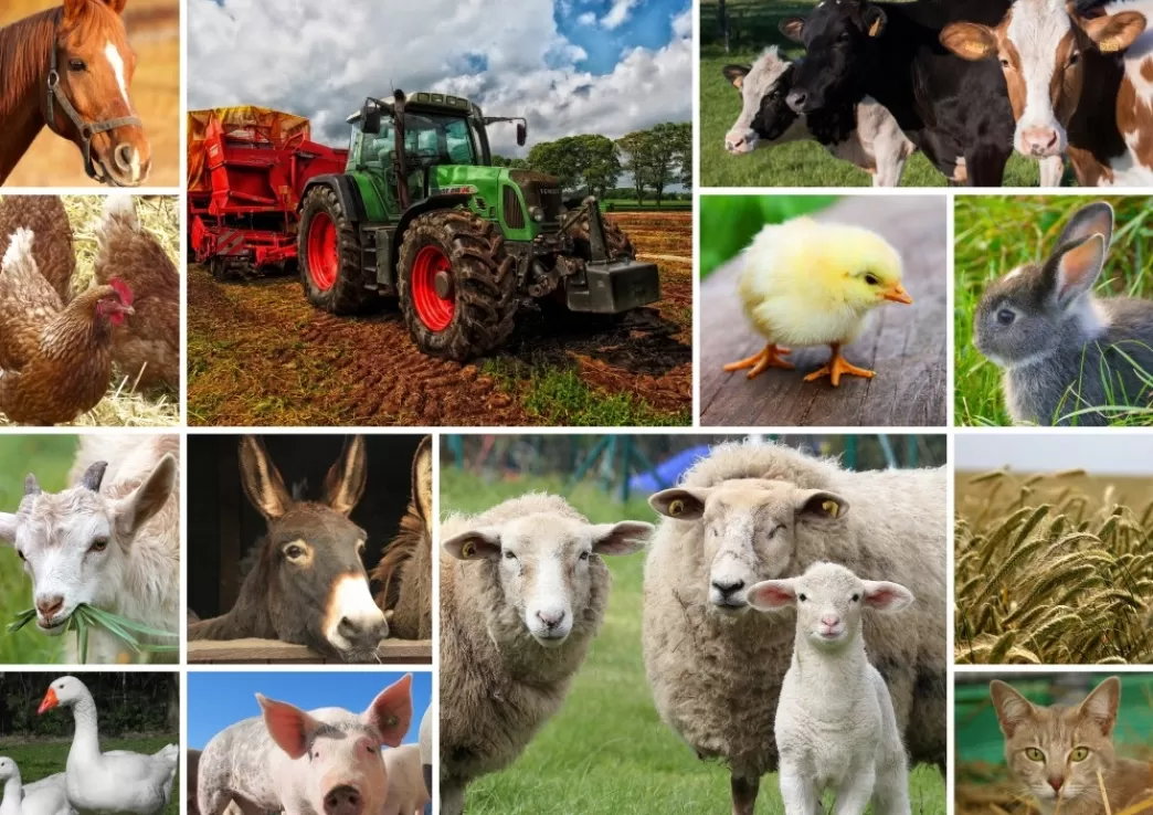 Grafika Collage Puzzels>: Collage Farmyard Animals (1500) Legpuzzel