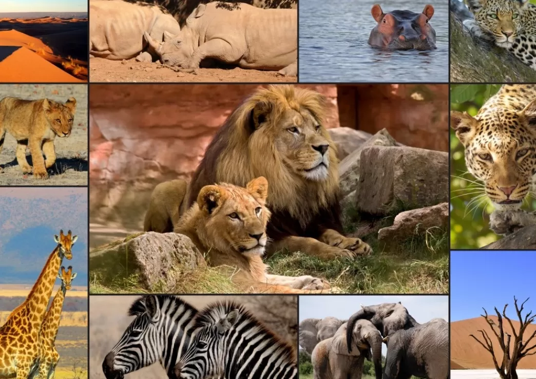 Grafika Collage Puzzels>: Collage Wildlife (1500) Legpuzzel
