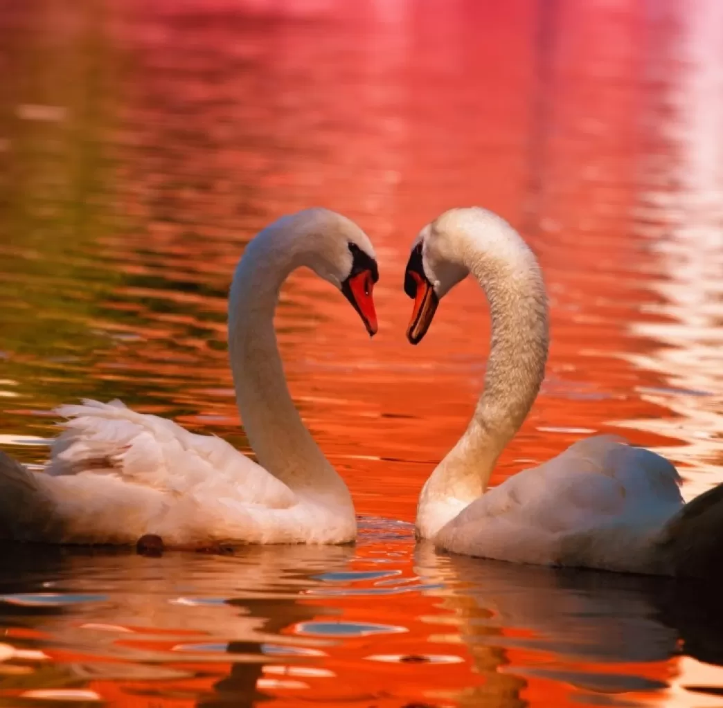 Grafika Vogelpuzzels>: Swans - Cygnes (1000) Vierkante Puzzel