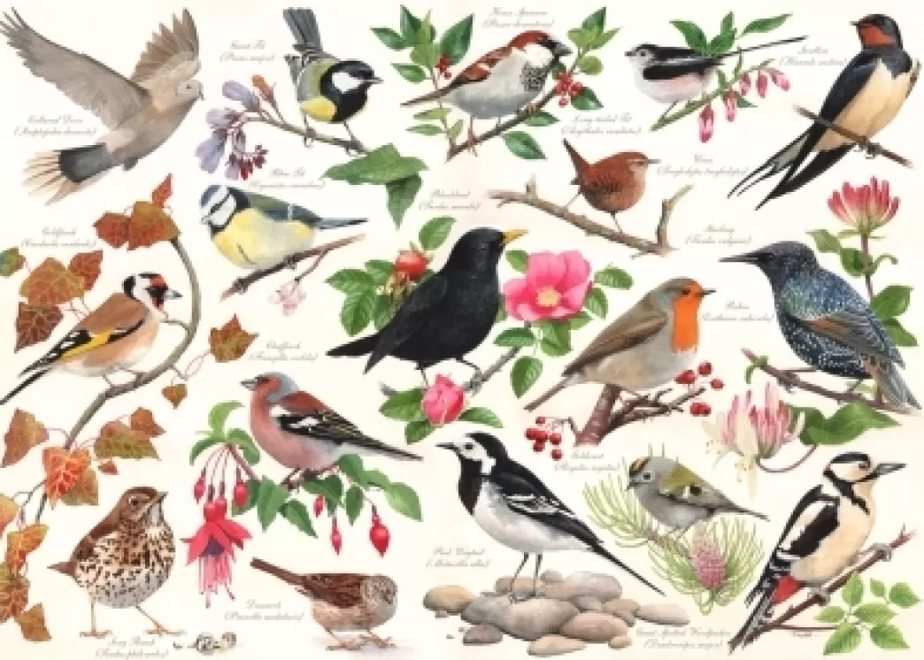 House of Puzzles Vogelpuzzels>: Birds In My Garden (1000) Vogelpuzzel