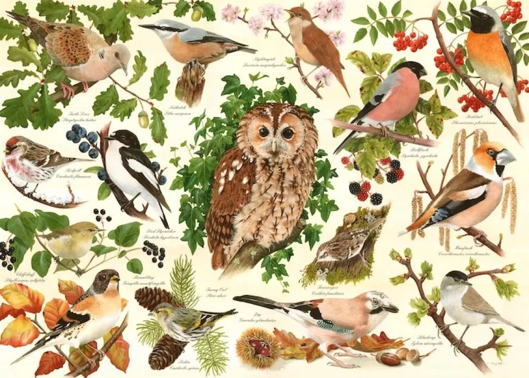 House of Puzzles Vogelpuzzels>: Woodland Birds (500Big) Vogelpuzzel