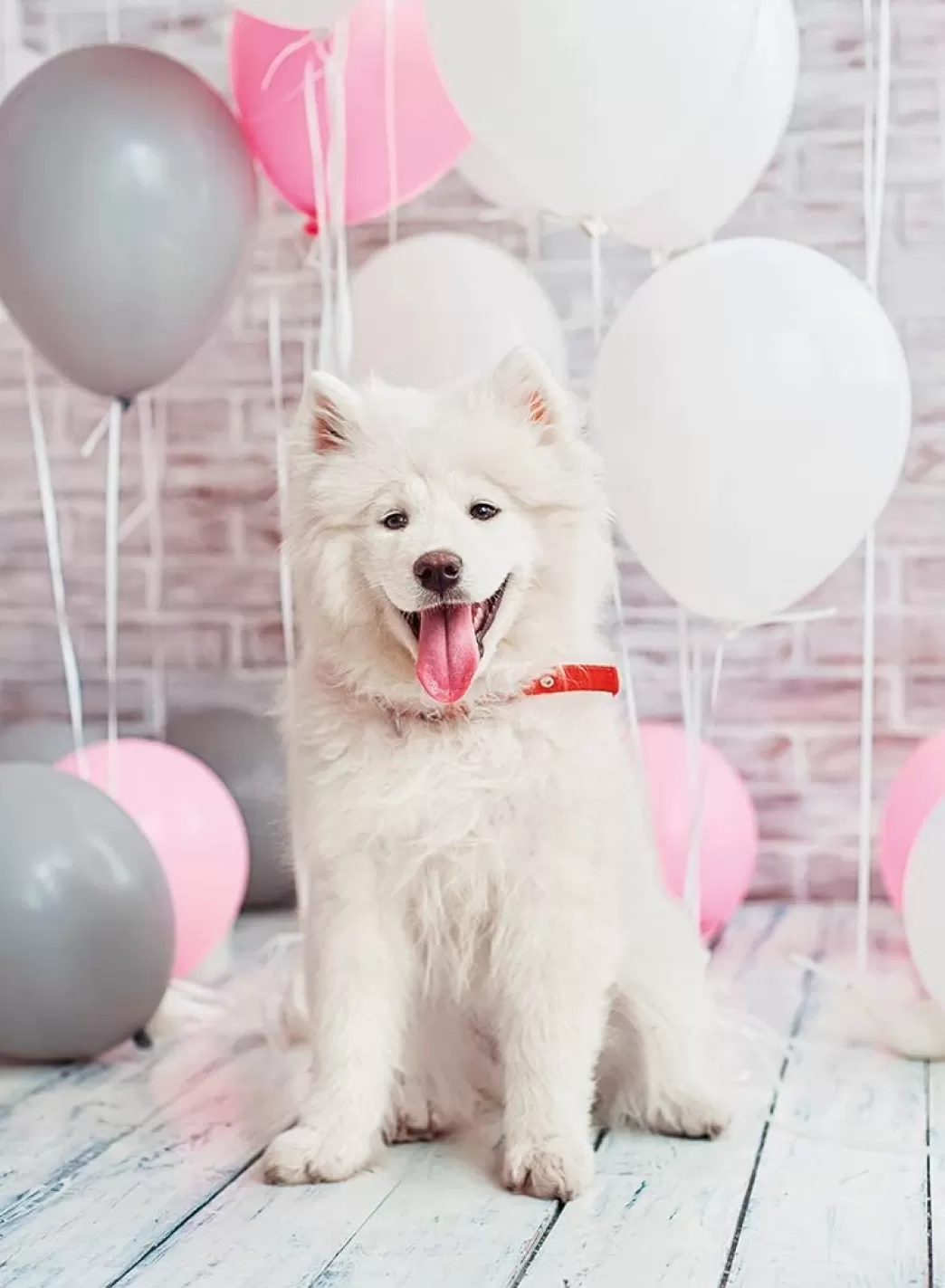Nathan Hondenpuzzels>: Samoyed Dog (500) Hondenpuzzel