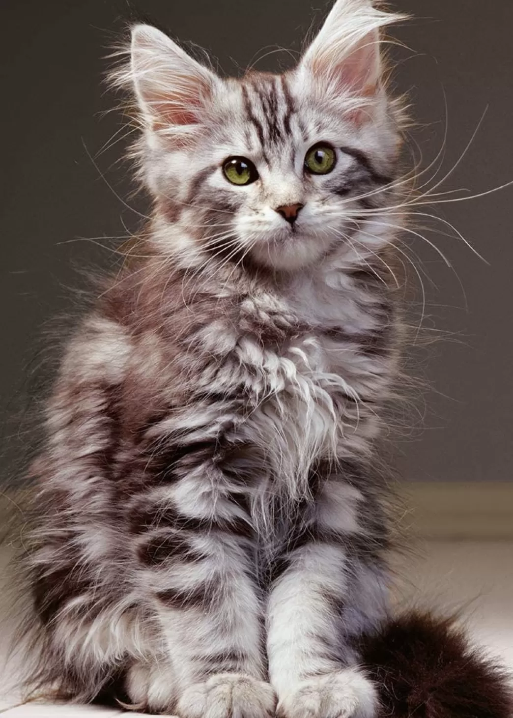 Nathan Kattenpuzzels>: The Maine Coon Kitten (1000) Verticale Puzzel