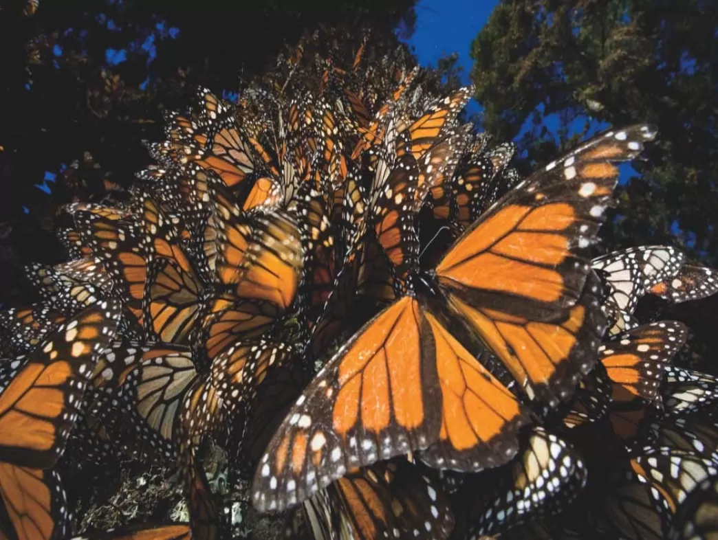 New York Puzzle Vlinderpuzzels>: Monarch Butterflies (500) Vlinderpuzzel