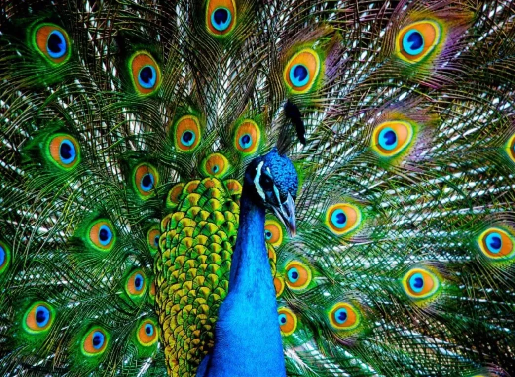 Nova Puzzle Vogelpuzzels>: Peacock (1000) Vogelpuzzel