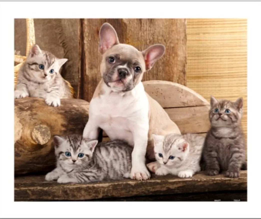 Pintoo Kattenpuzzels>: Little Kittens And A Dog (500) Plastic Puzzel