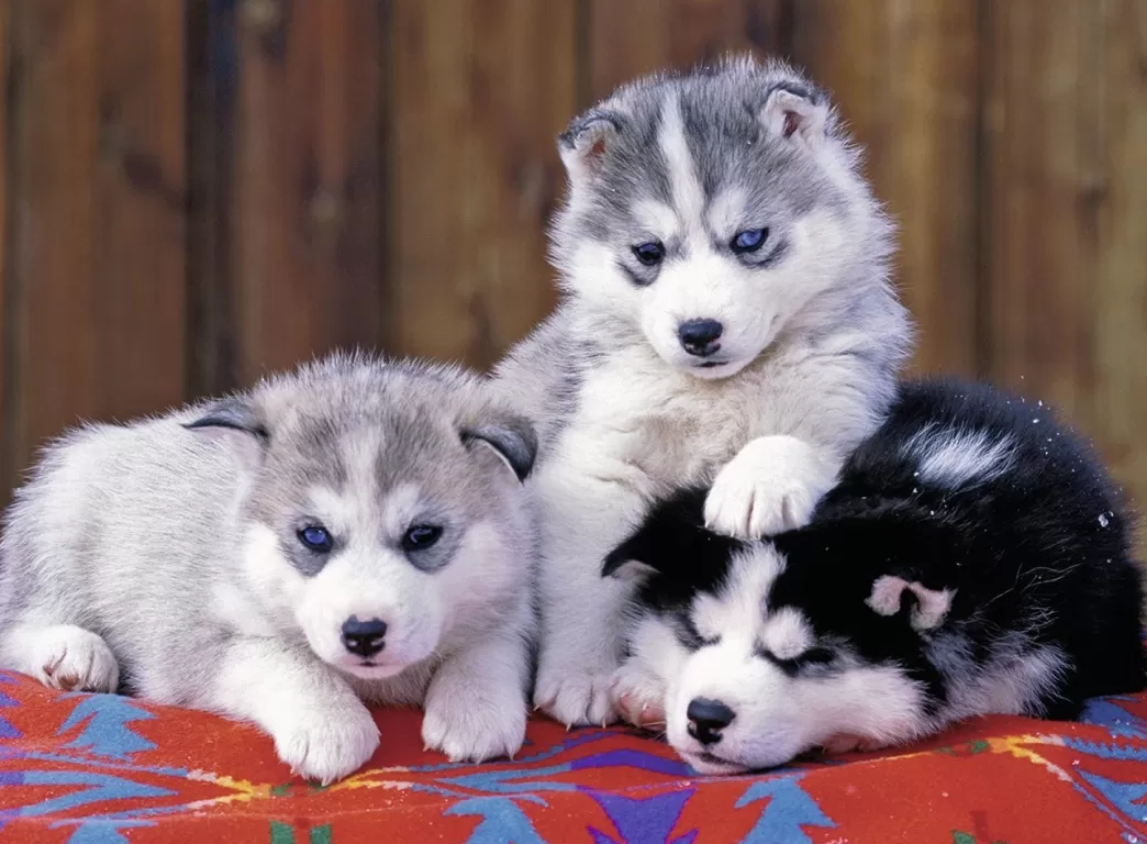 Ravensburger Hondenpuzzels>: Huskie Puppies (200Xxl) Hondenpuzzel