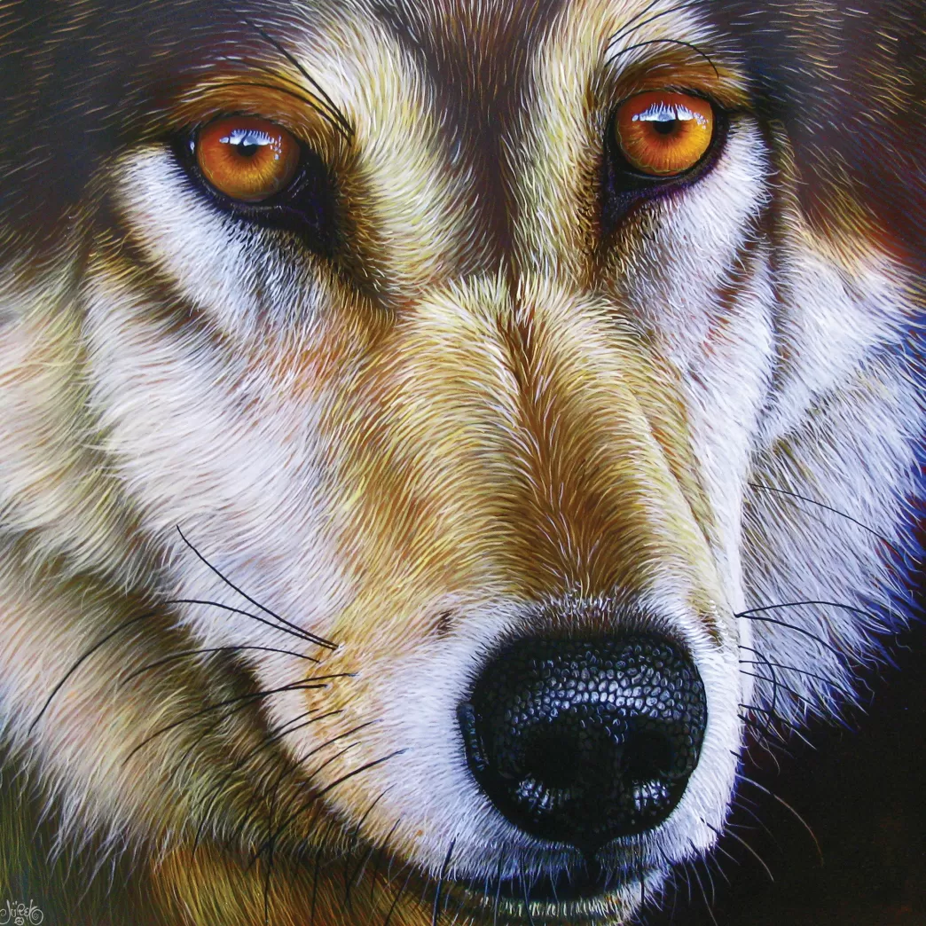 SunsOut Wolvenpuzzels>: Wolf Face (1000) Wolvenpuzzel
