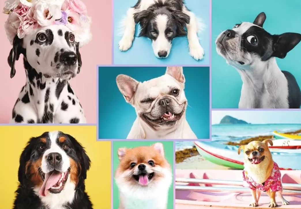Trefl Hondenpuzzels>: Cute Dogs (1500) Hondenpuzzel