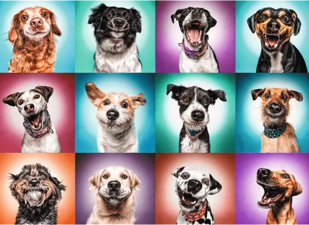 Trefl Hondenpuzzels>: Funny Dog Portraits 2 (2000) Hondenpuzzel