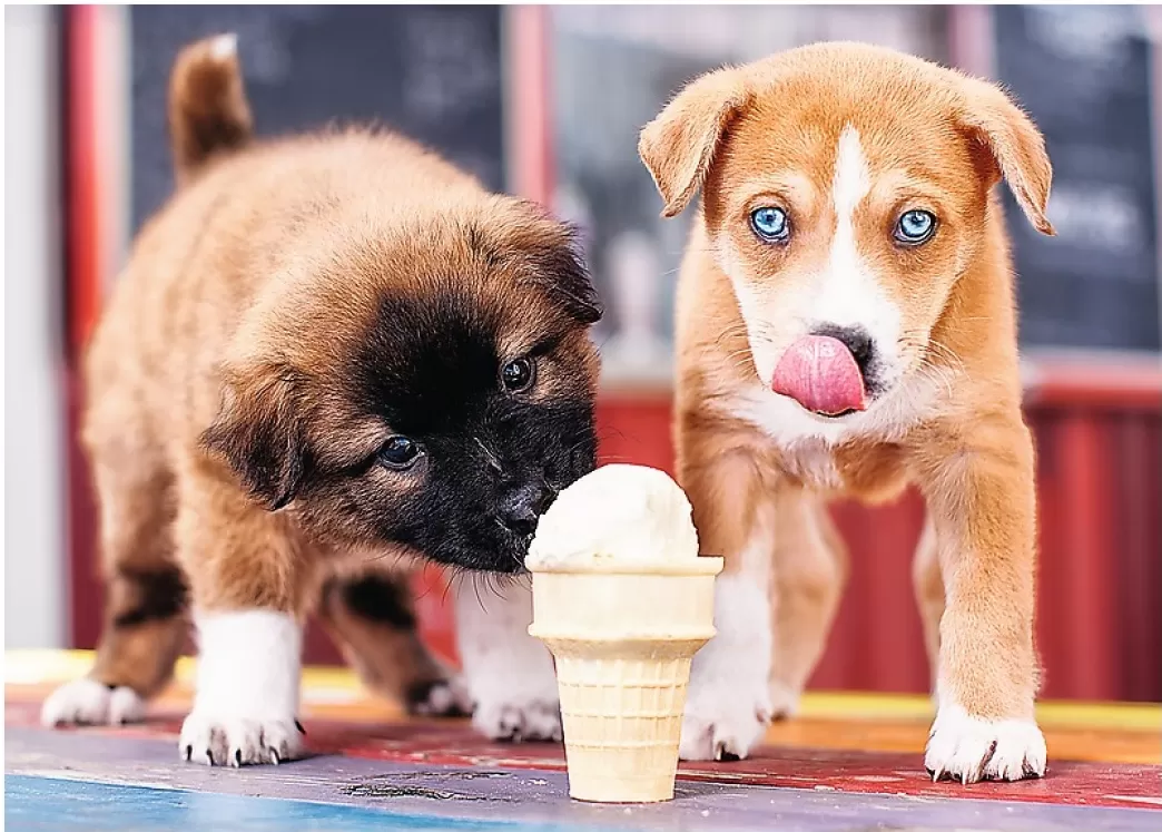 Trefl Hondenpuzzels>: Ice-Cream Time (500) Hondenpuzzel