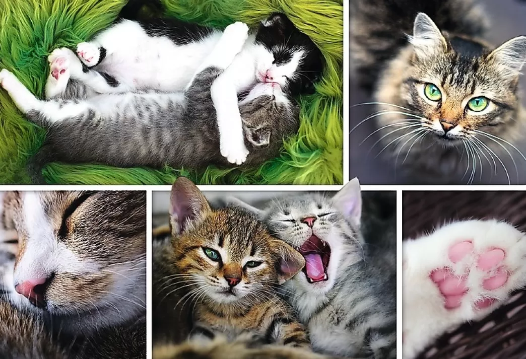 Trefl Kattenpuzzels>: Just Cat Things - Collage (1500) Kattenpuzzel
